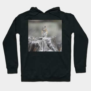 Alpine chipmunk, wildlife, gifts, cute as can be Hoodie